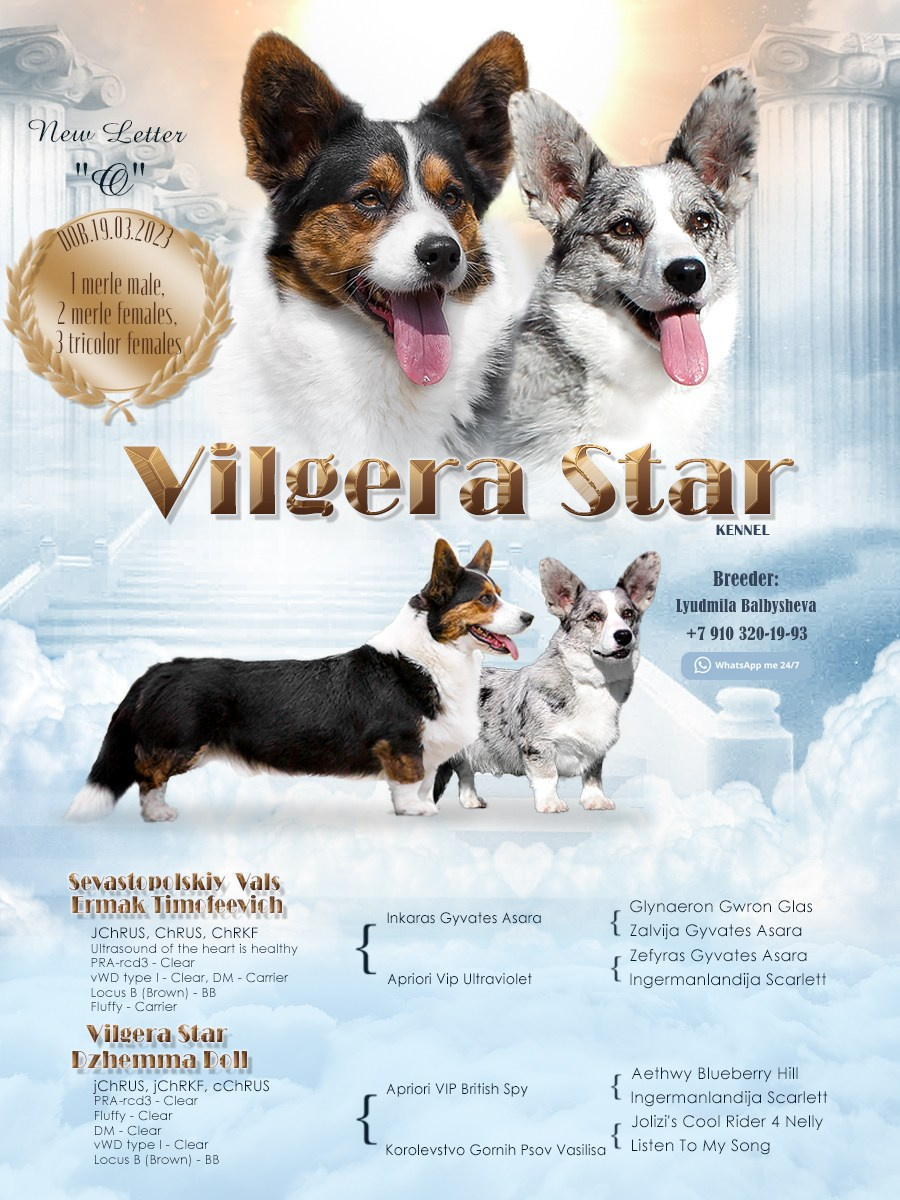 Презентации. Фотограф — анималист в Туле Юлия Лето