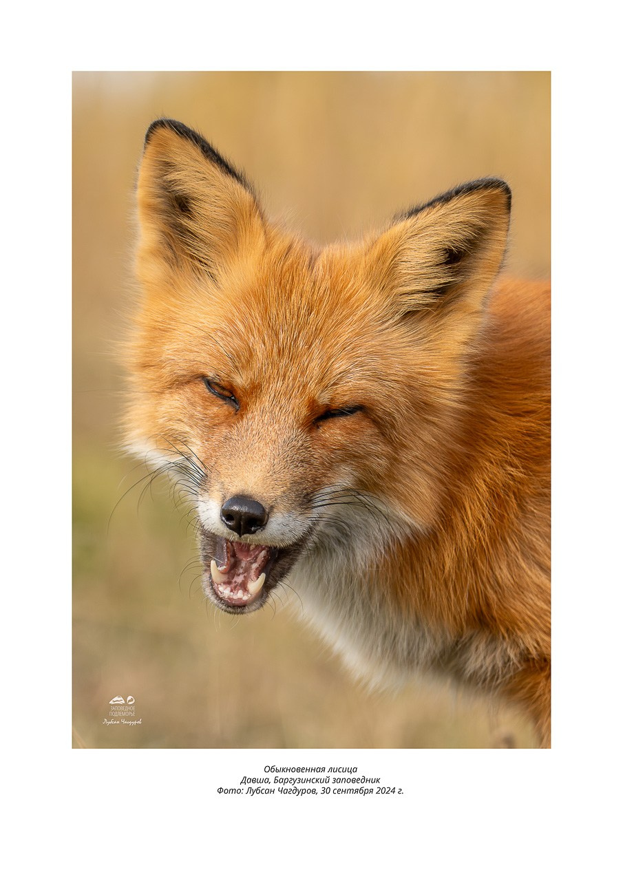 Фотовыставка «Дети природы». Фотограф Лубсан Чагдуров