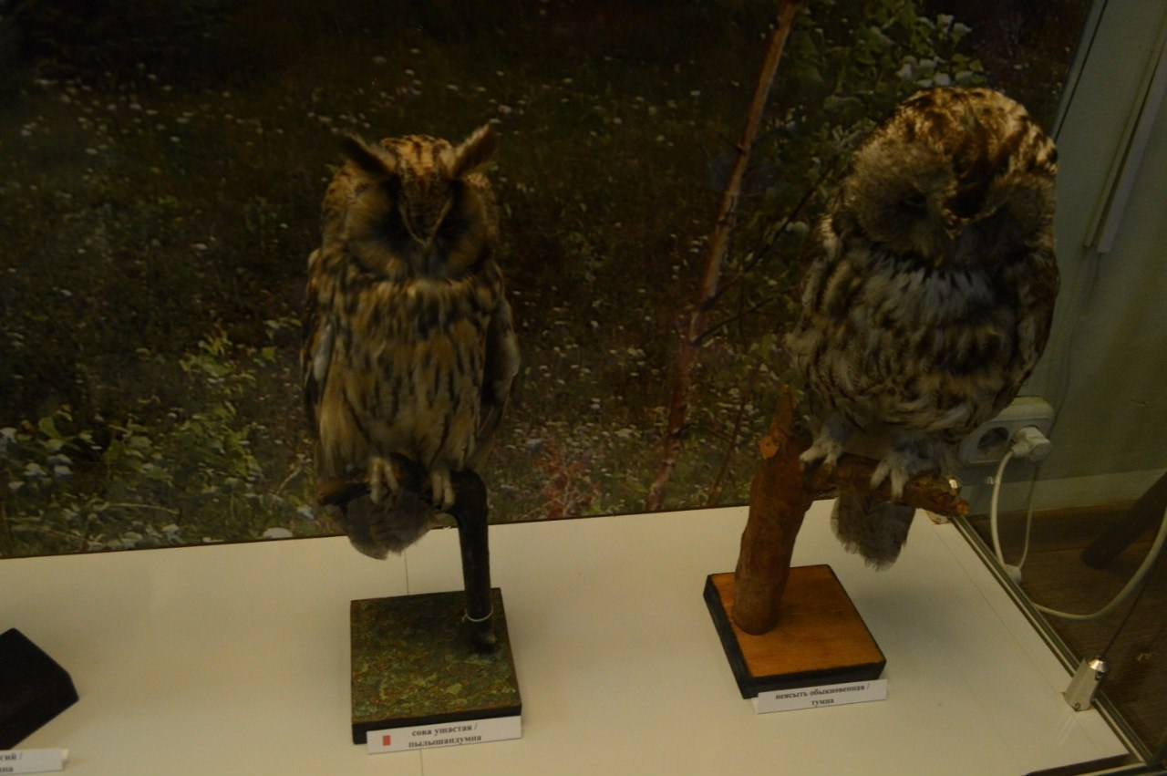 Йошкар-Ола и Чебоксары | 19-20.03.2016. Галерея Фантим