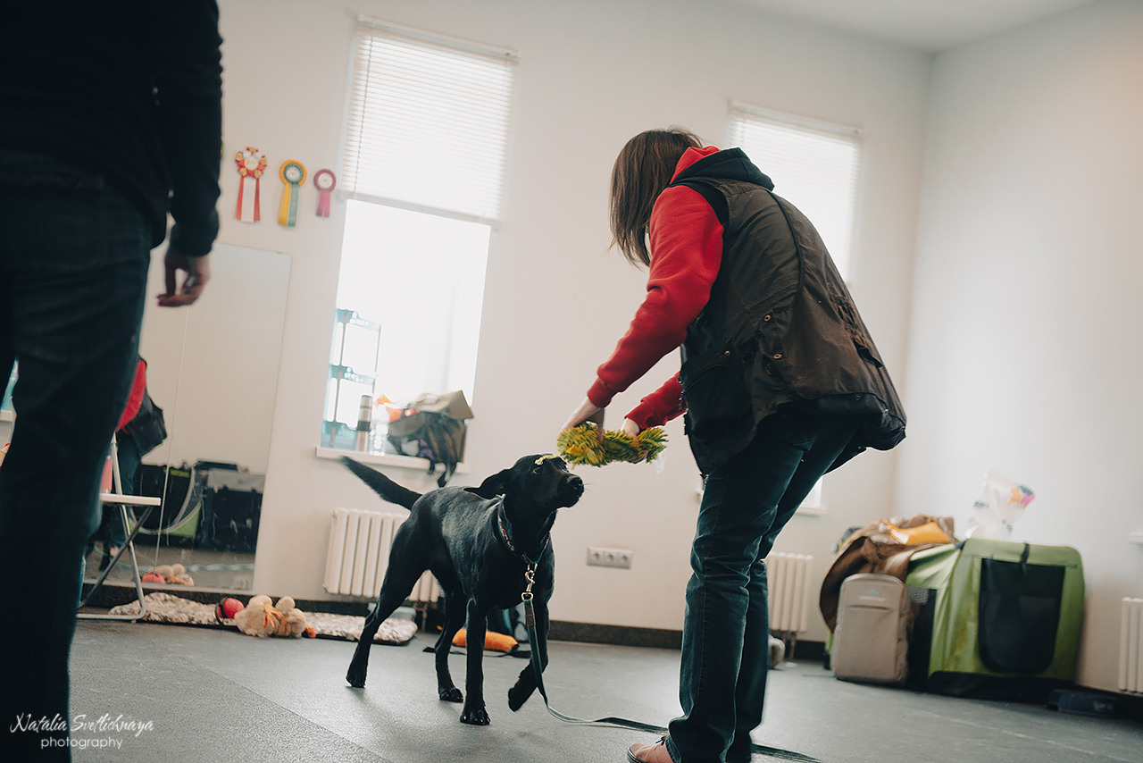 Семинар с Марией Рыбкиной «Игры с собаками» (24.02.2023). Фотограф-анималист Наталья Светличная