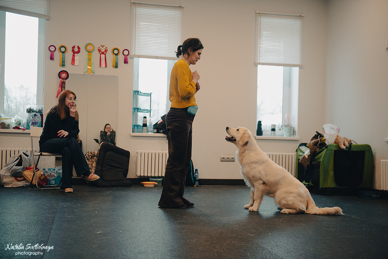Семинар с Марией Рыбкиной «Игры с собаками» (24.02.2023). Фотограф-анималист Наталья Светличная
