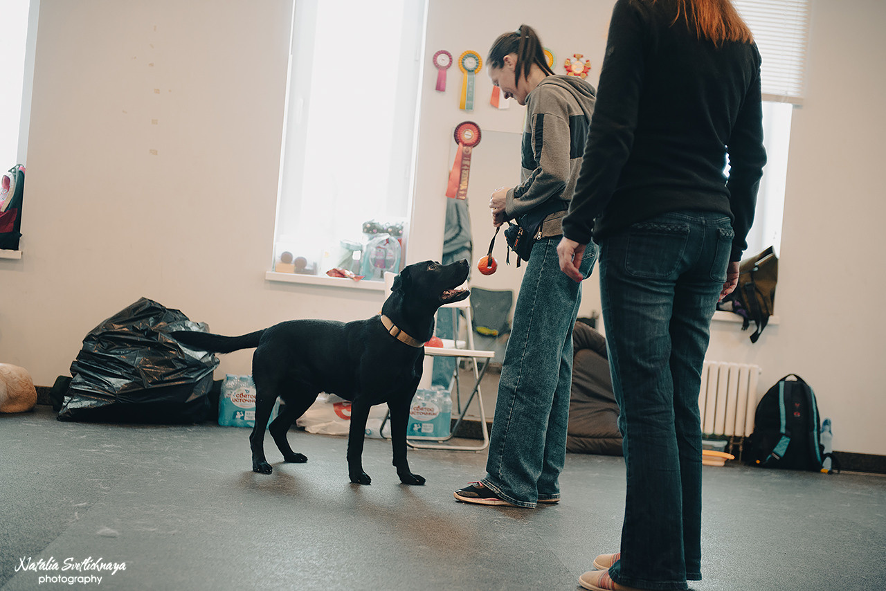Семинар с Марией Рыбкиной «Игры с собаками» (24.02.2023). Фотограф-анималист Наталья Светличная