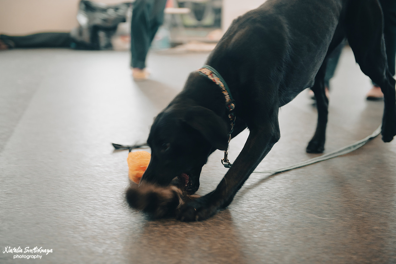 Семинар с Марией Рыбкиной «Игры с собаками» (24.02.2023). Фотограф-анималист Наталья Светличная
