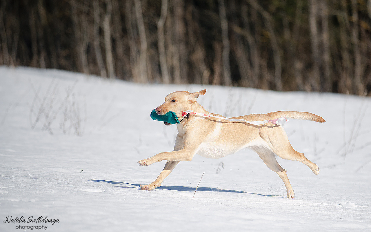 Тренировочный воркинг тест Школы Шмеля 18 марта 2023. Фотограф-анималист Наталья Светличная