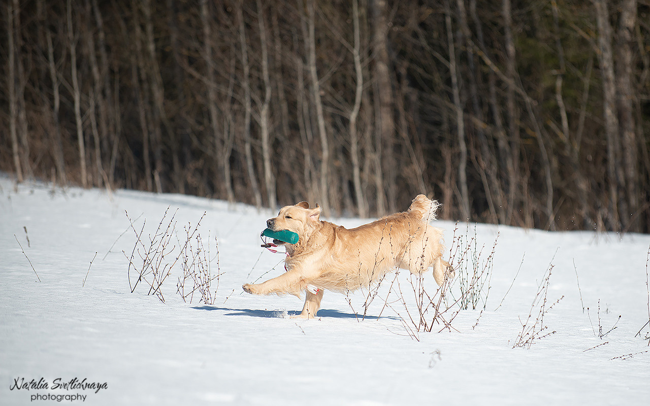 Тренировочный воркинг тест Школы Шмеля 18 марта 2023. Фотограф-анималист Наталья Светличная