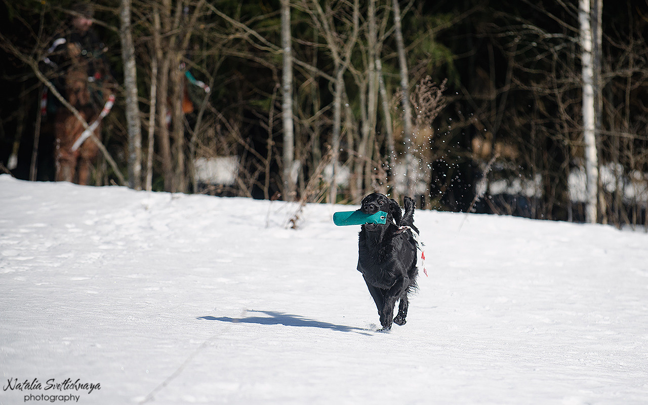 Тренировочный воркинг тест Школы Шмеля 18 марта 2023. Фотограф-анималист Наталья Светличная