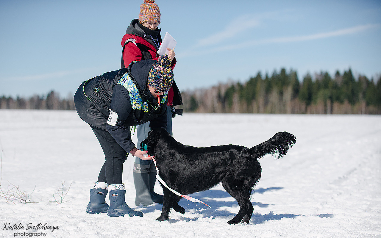Тренировочный воркинг тест Школы Шмеля 18 марта 2023. Фотограф-анималист Наталья Светличная