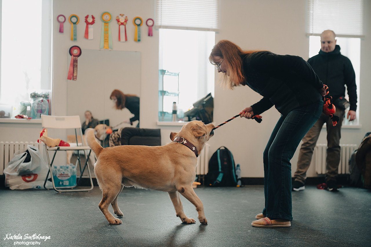 Семинар с Марией Рыбкиной «Игры с собаками» (24.02.2023). Фотограф-анималист Наталья Светличная