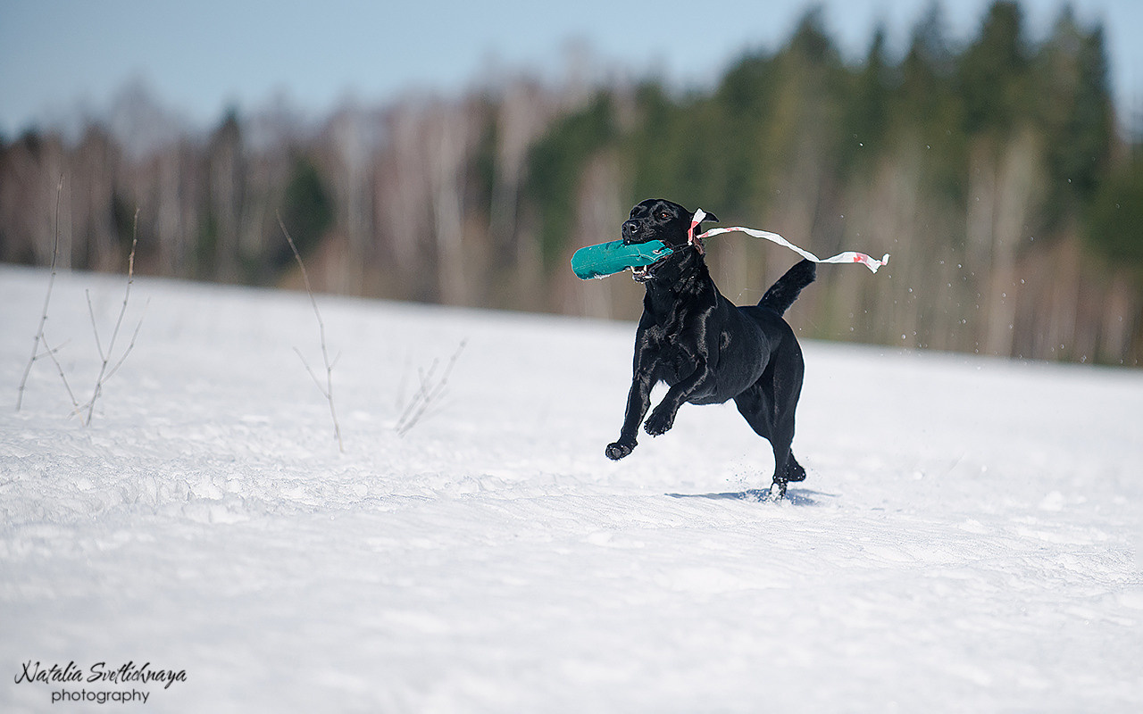 Тренировочный воркинг тест Школы Шмеля 18 марта 2023. Фотограф-анималист Наталья Светличная