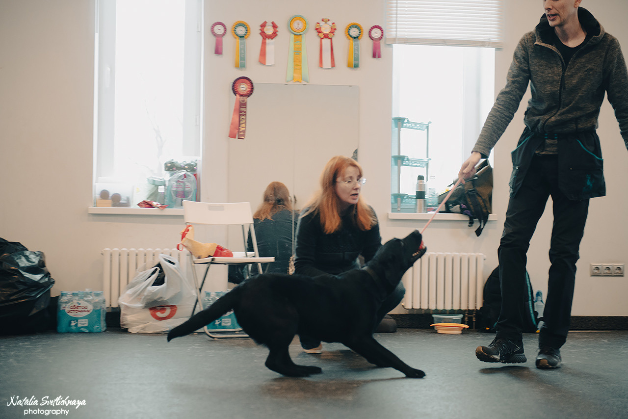 Семинар с Марией Рыбкиной «Игры с собаками» (24.02.2023). Фотограф-анималист Наталья Светличная