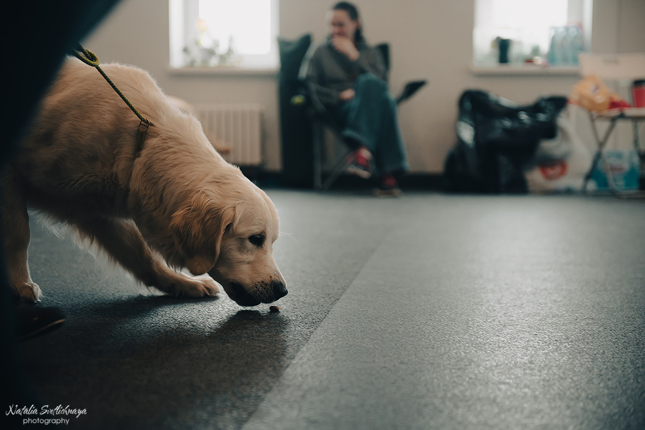 Семинар с Марией Рыбкиной «Игры с собаками» (24.02.2023). Фотограф-анималист Наталья Светличная