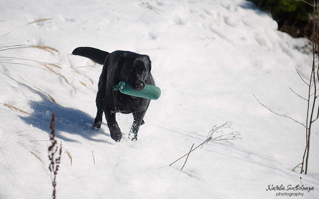 Тренировочный воркинг тест Школы Шмеля 18 марта 2023. Фотограф-анималист Наталья Светличная