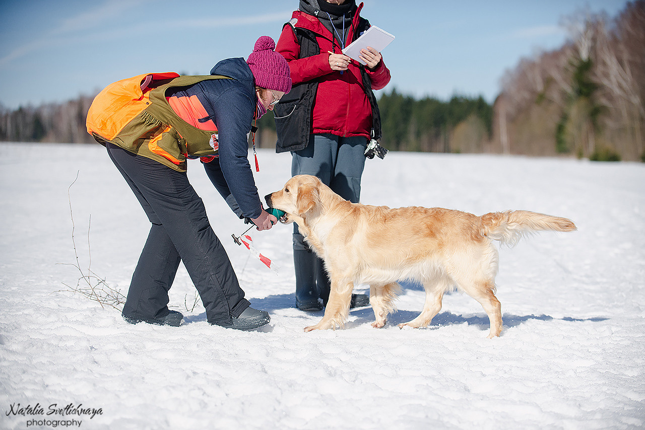 Тренировочный воркинг тест Школы Шмеля 18 марта 2023. Фотограф-анималист Наталья Светличная