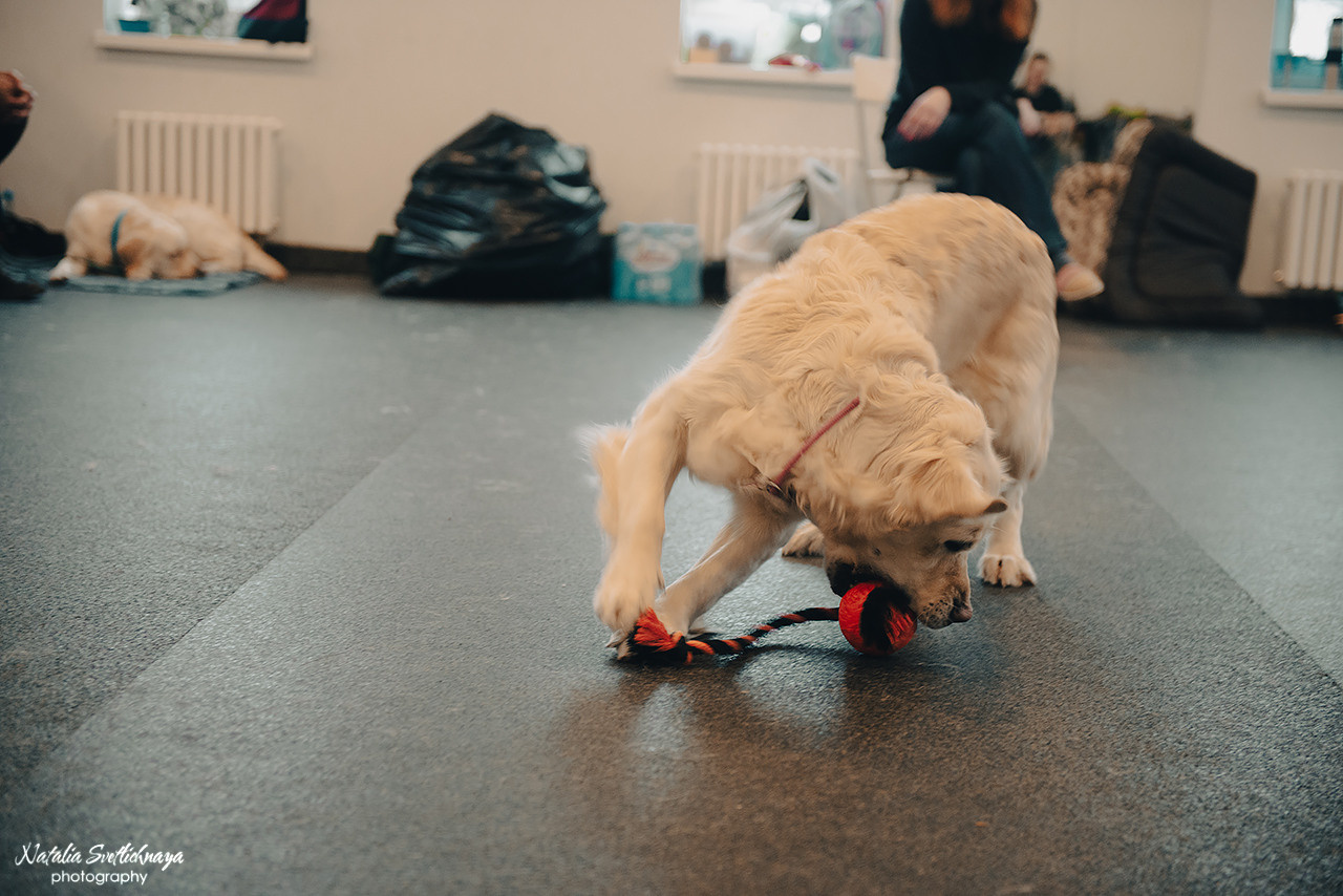 Семинар с Марией Рыбкиной «Игры с собаками» (24.02.2023). Фотограф-анималист Наталья Светличная