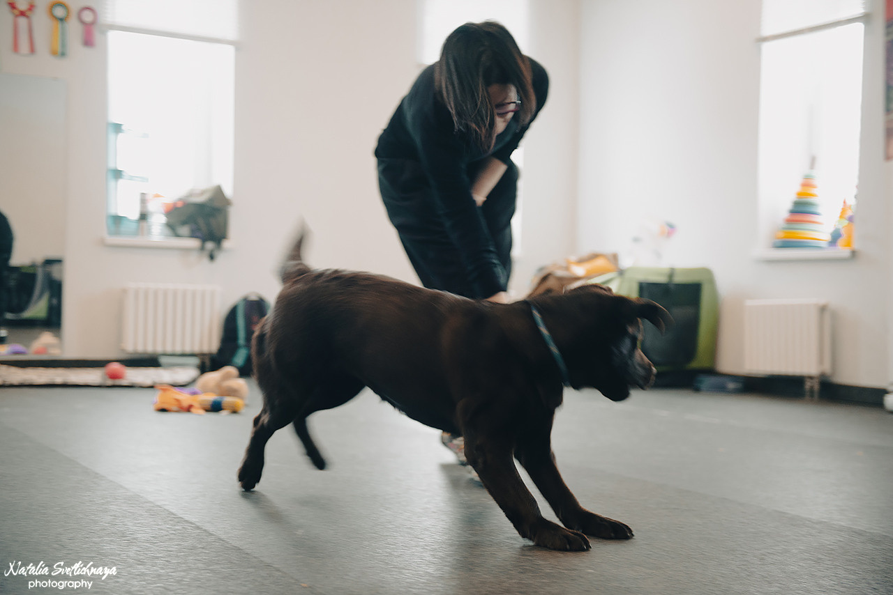 Семинар с Марией Рыбкиной «Игры с собаками» (24.02.2023). Фотограф-анималист Наталья Светличная