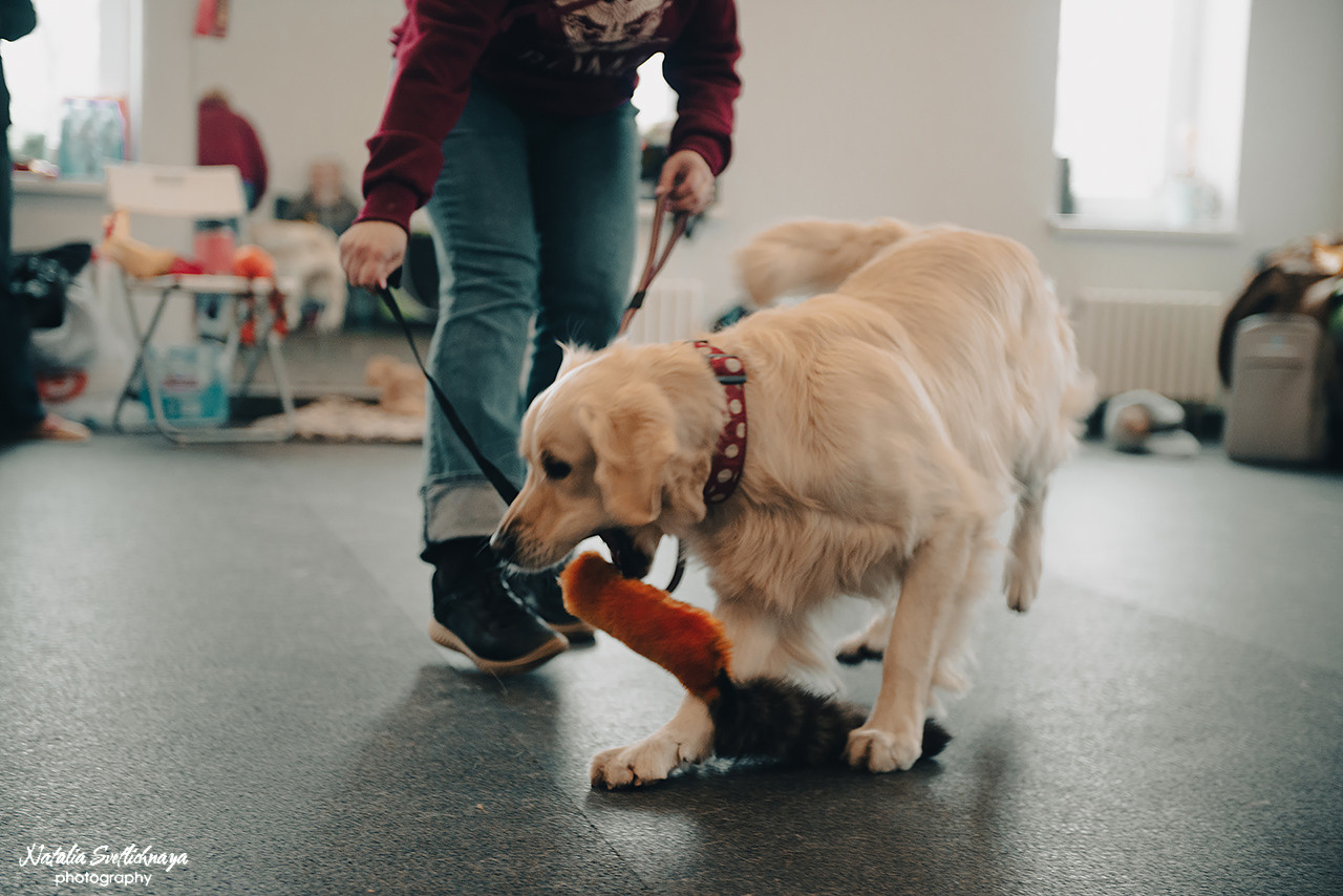 Семинар с Марией Рыбкиной «Игры с собаками» (24.02.2023). Фотограф-анималист Наталья Светличная