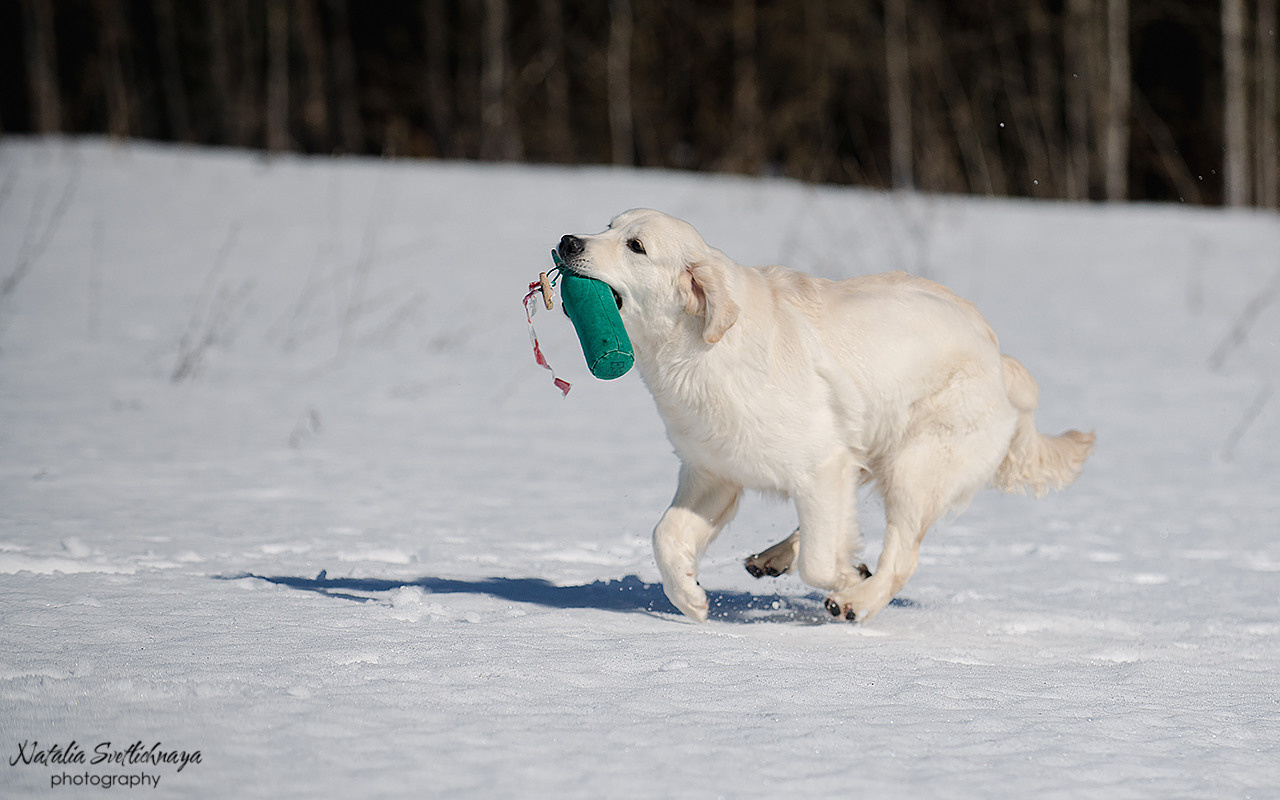 Тренировочный воркинг тест Школы Шмеля 18 марта 2023. Фотограф-анималист Наталья Светличная