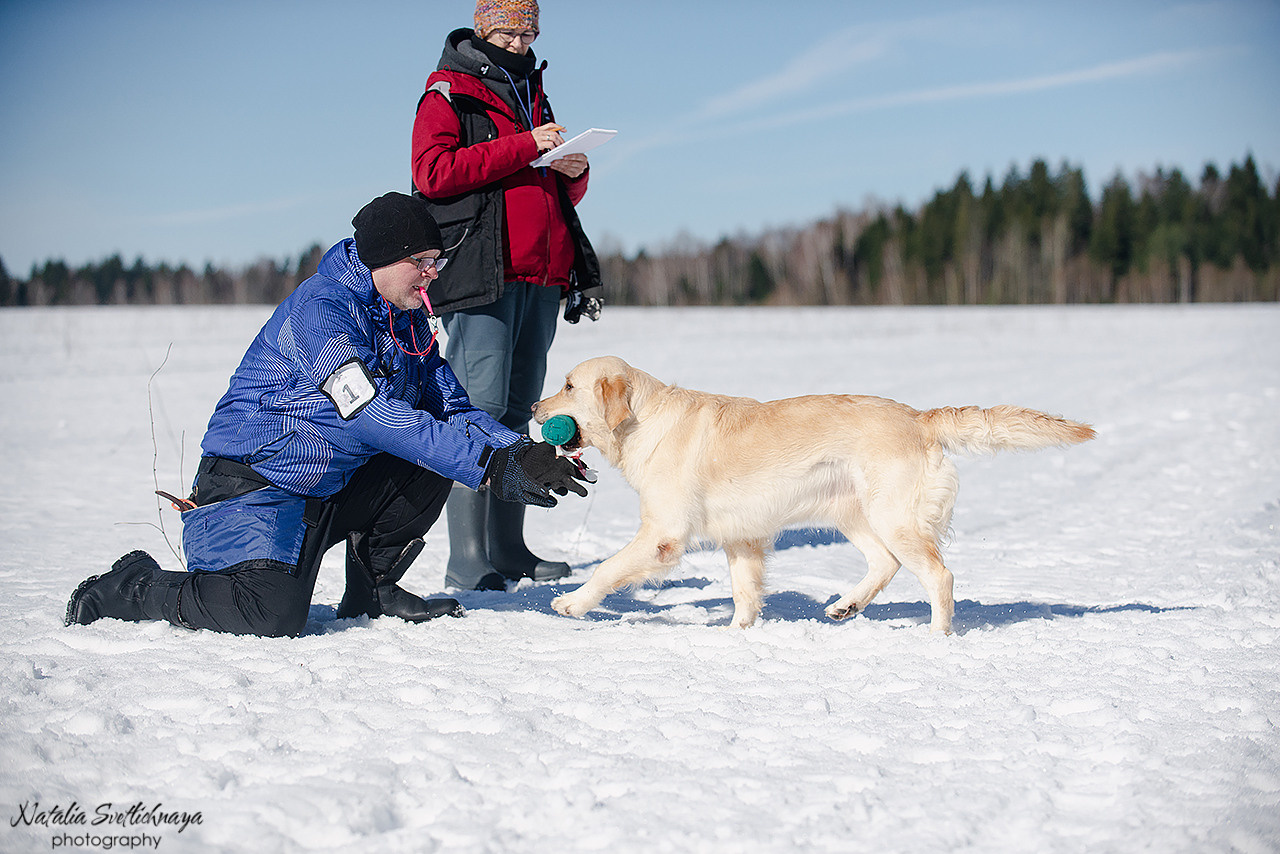 Тренировочный воркинг тест Школы Шмеля 18 марта 2023. Фотограф-анималист Наталья Светличная