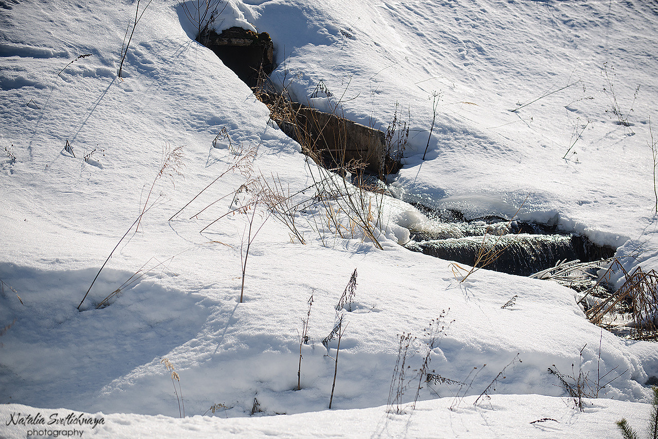 Тренировочный воркинг тест Школы Шмеля 18 марта 2023. Фотограф-анималист Наталья Светличная
