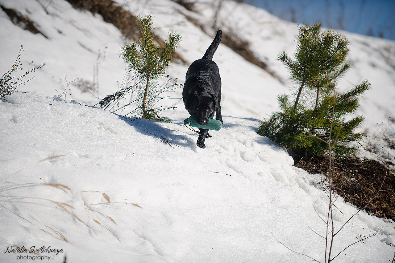 Тренировочный воркинг тест Школы Шмеля 18 марта 2023. Фотограф-анималист Наталья Светличная