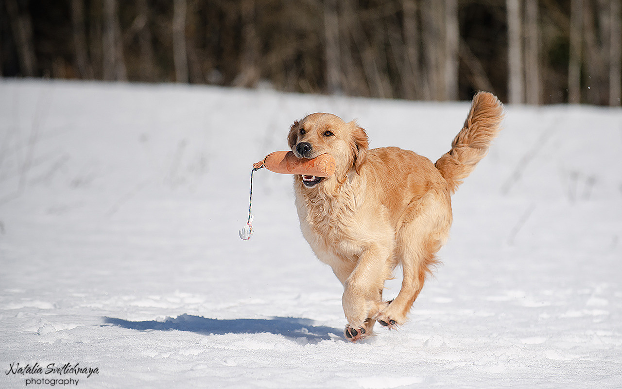 Тренировочный воркинг тест Школы Шмеля 18 марта 2023. Фотограф-анималист Наталья Светличная