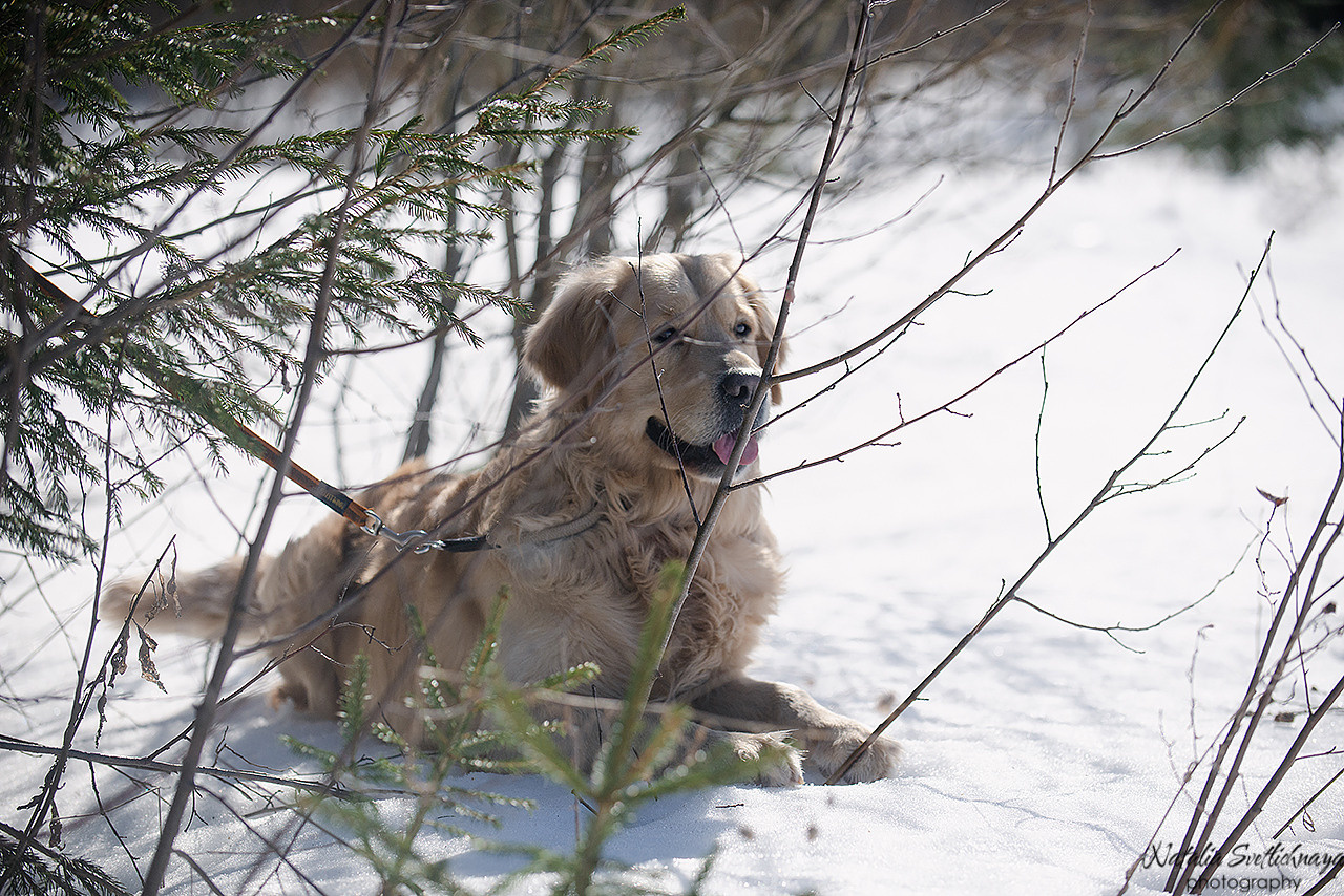 Тренировочный воркинг тест Школы Шмеля 18 марта 2023. Фотограф-анималист Наталья Светличная