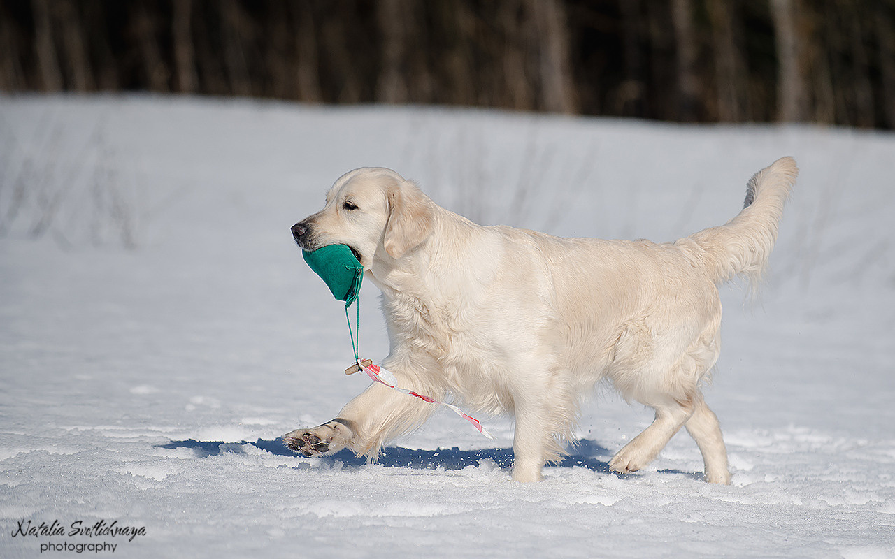 Тренировочный воркинг тест Школы Шмеля 18 марта 2023. Фотограф-анималист Наталья Светличная