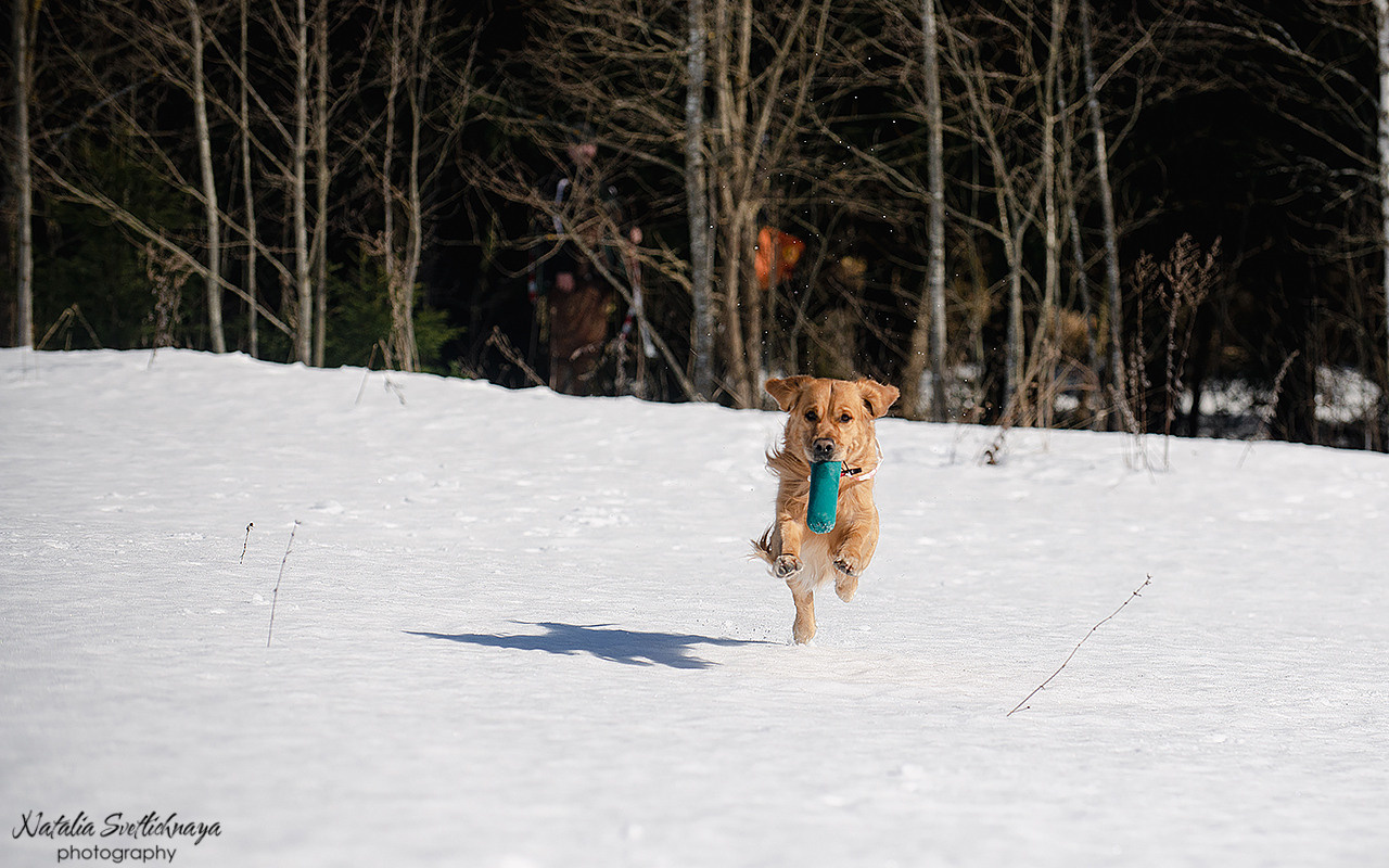 Тренировочный воркинг тест Школы Шмеля 18 марта 2023. Фотограф-анималист Наталья Светличная
