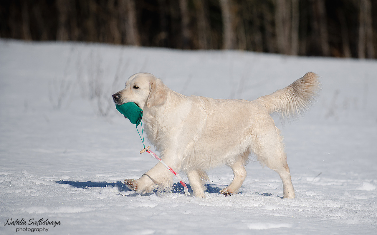 Тренировочный воркинг тест Школы Шмеля 18 марта 2023. Фотограф-анималист Наталья Светличная