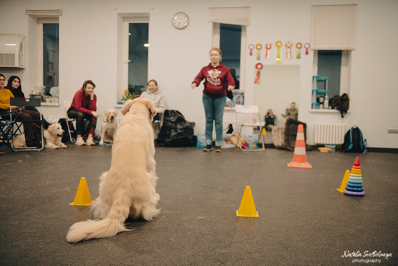 Семинар с Марией Рыбкиной «Игры с собаками» (24.02.2023). Фотограф-анималист Наталья Светличная