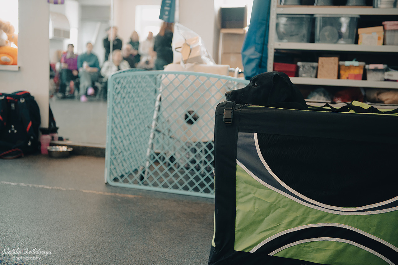 Семинар с Марией Рыбкиной «Игры с собаками» (24.02.2023). Фотограф-анималист Наталья Светличная