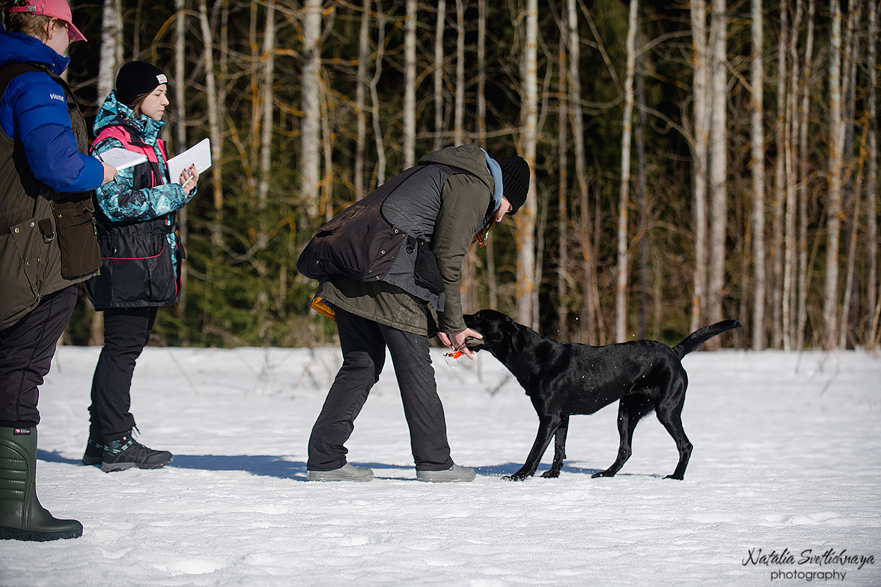 Тренировочный воркинг тест Школы Шмеля 18 марта 2023. Фотограф-анималист Наталья Светличная