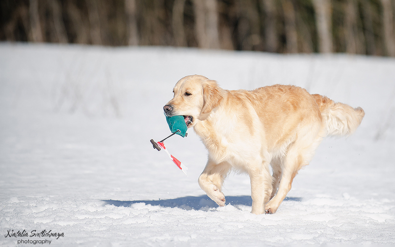 Тренировочный воркинг тест Школы Шмеля 18 марта 2023. Фотограф-анималист Наталья Светличная