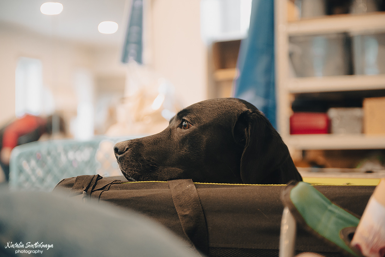 Семинар с Марией Рыбкиной «Игры с собаками» (24.02.2023). Фотограф-анималист Наталья Светличная