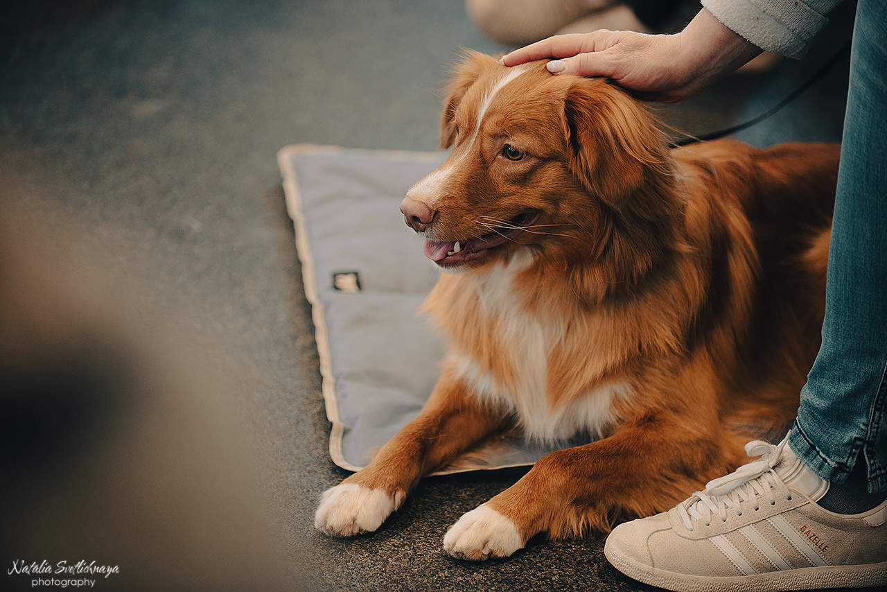 Семинар с Марией Рыбкиной «Игры с собаками» (24.02.2023). Фотограф-анималист Наталья Светличная