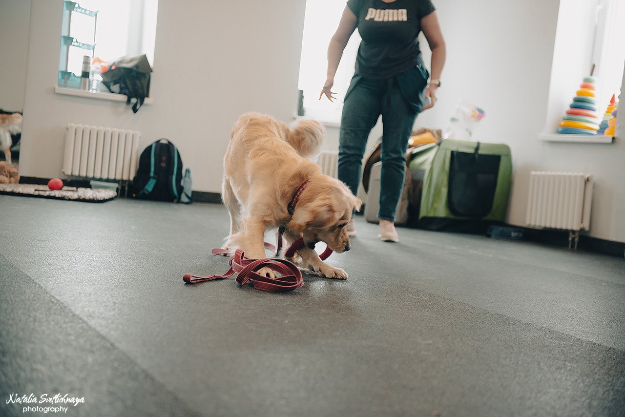 Семинар с Марией Рыбкиной «Игры с собаками» (24.02.2023). Фотограф-анималист Наталья Светличная