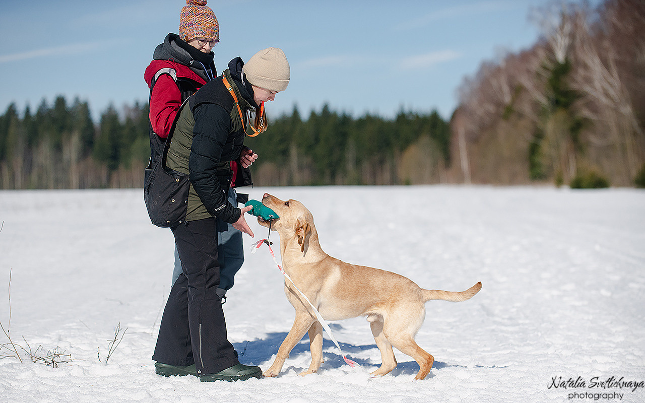 Тренировочный воркинг тест Школы Шмеля 18 марта 2023. Фотограф-анималист Наталья Светличная