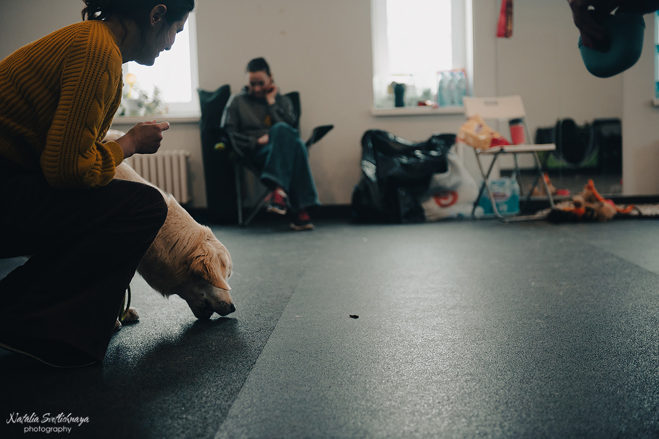 Семинар с Марией Рыбкиной «Игры с собаками» (24.02.2023). Фотограф-анималист Наталья Светличная