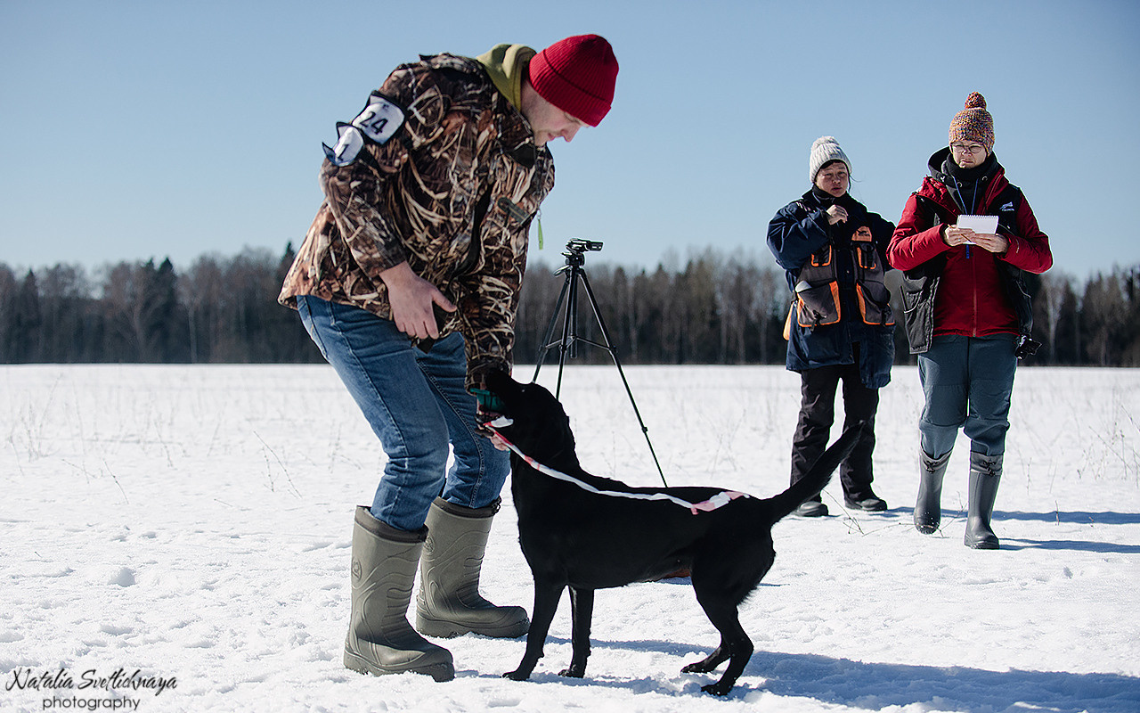 Тренировочный воркинг тест Школы Шмеля 18 марта 2023. Фотограф-анималист Наталья Светличная