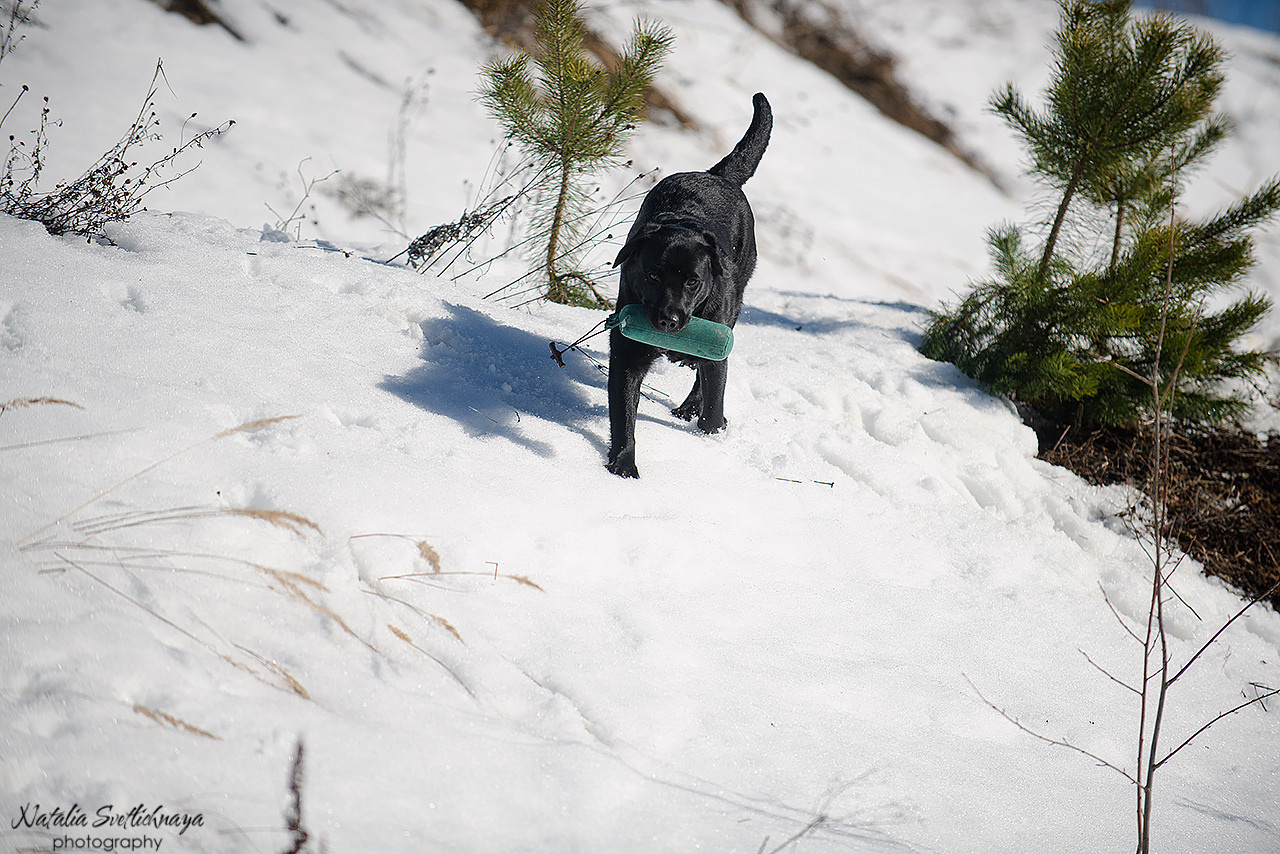 Тренировочный воркинг тест Школы Шмеля 18 марта 2023. Фотограф-анималист Наталья Светличная