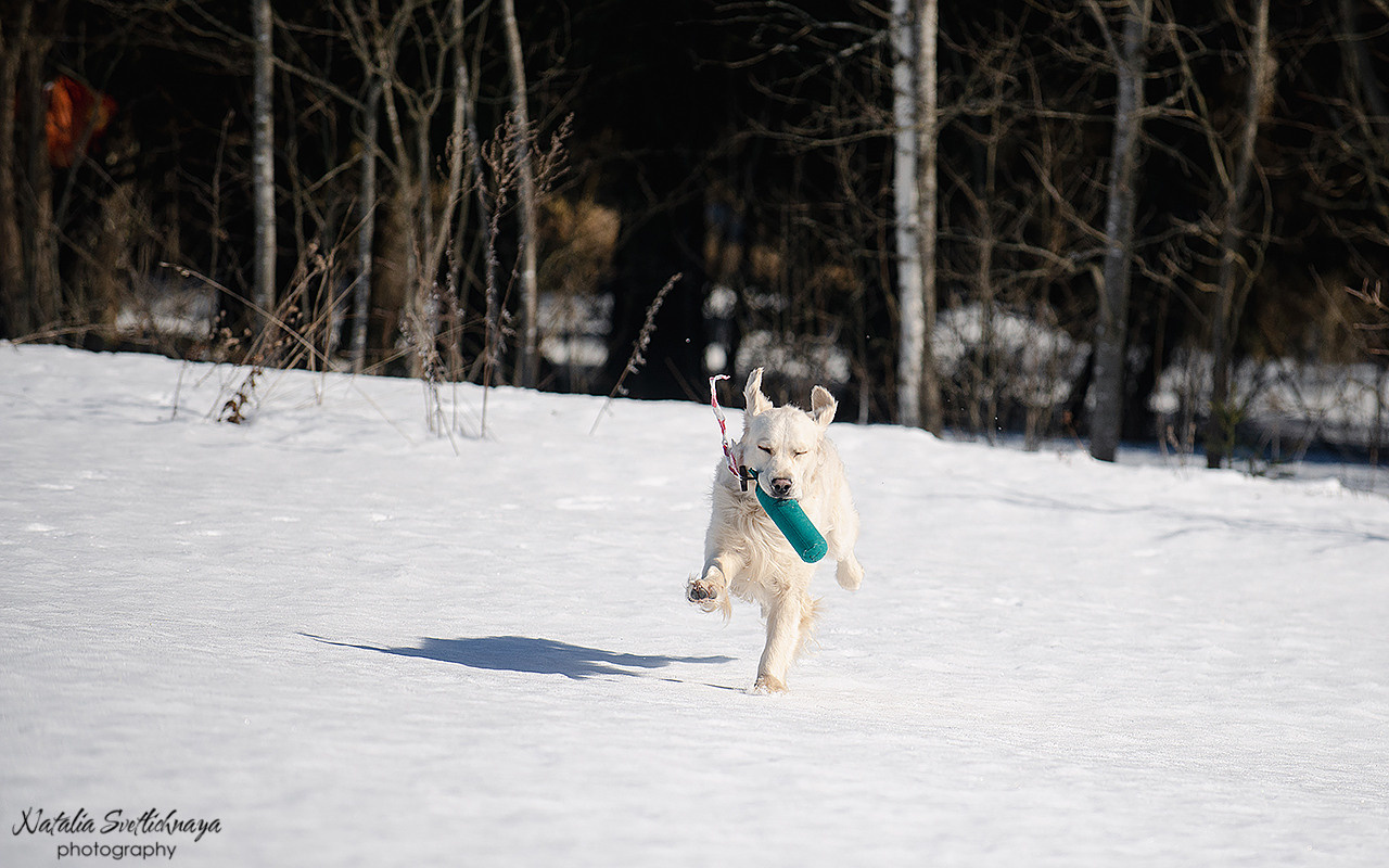 Тренировочный воркинг тест Школы Шмеля 18 марта 2023. Фотограф-анималист Наталья Светличная