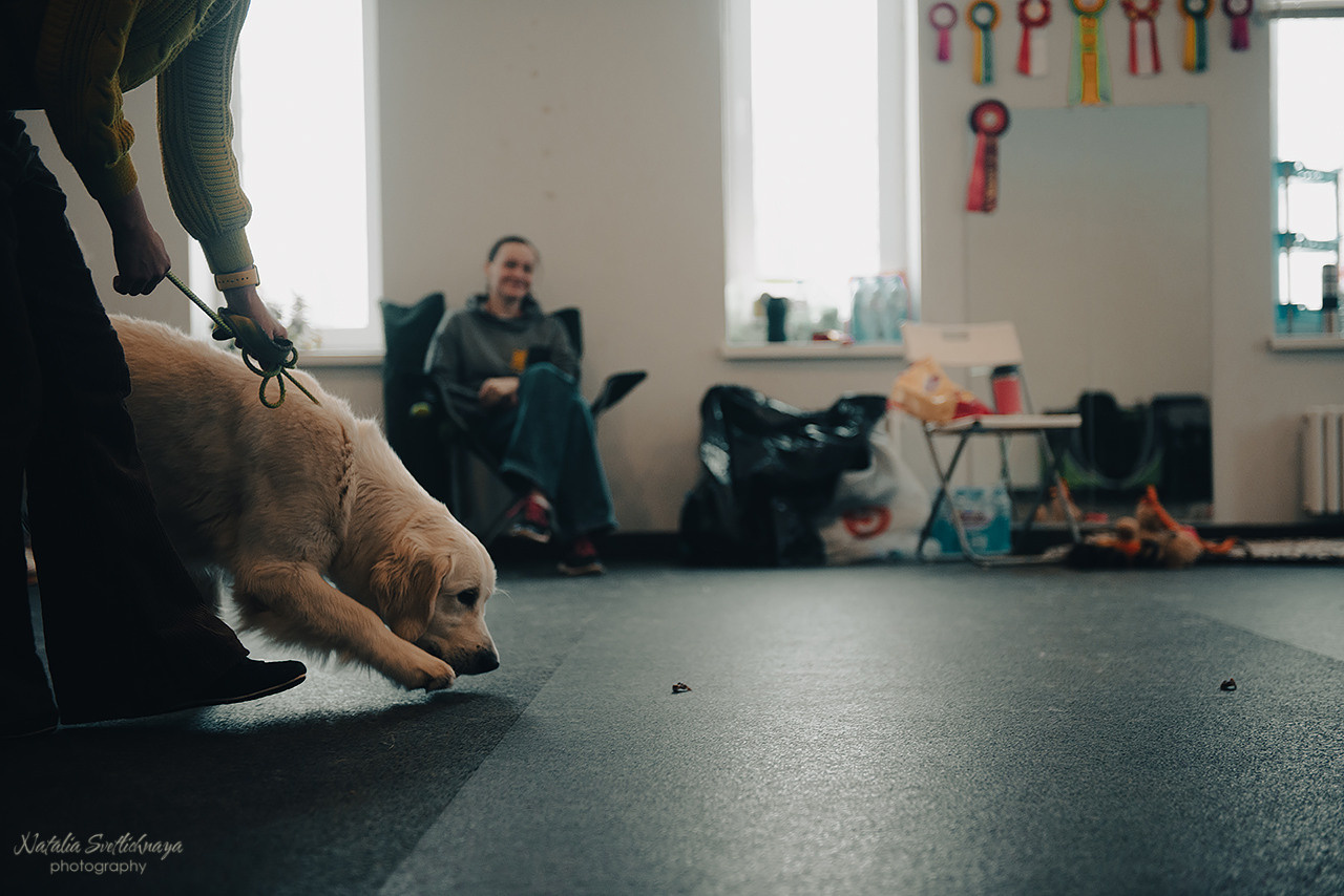 Семинар с Марией Рыбкиной «Игры с собаками» (24.02.2023). Фотограф-анималист Наталья Светличная