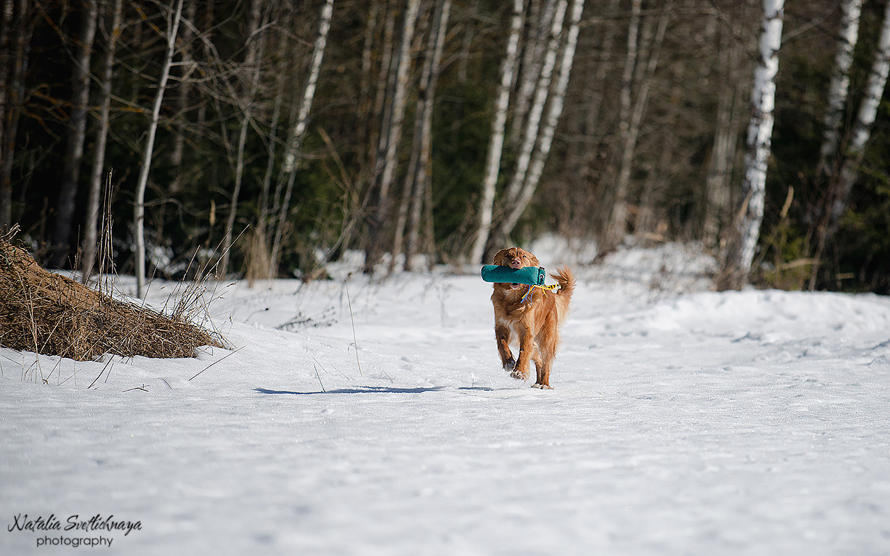 Тренировочный воркинг тест Школы Шмеля 18 марта 2023. Фотограф-анималист Наталья Светличная