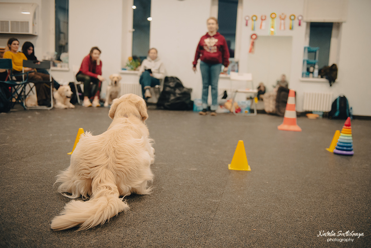 Семинар с Марией Рыбкиной «Игры с собаками» (24.02.2023). Фотограф-анималист Наталья Светличная