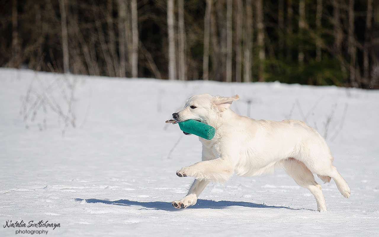 Тренировочный воркинг тест Школы Шмеля 18 марта 2023. Фотограф-анималист Наталья Светличная