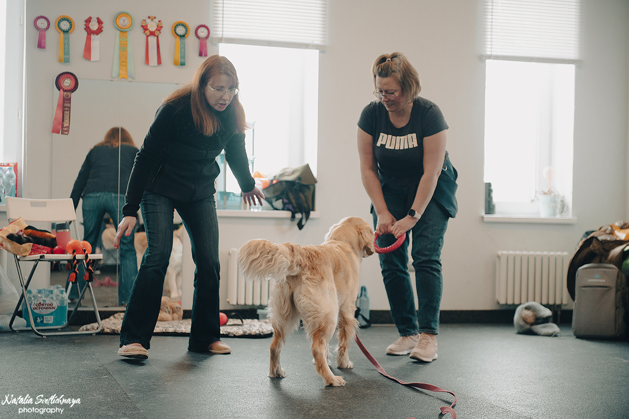 Семинар с Марией Рыбкиной «Игры с собаками» (24.02.2023). Фотограф-анималист Наталья Светличная