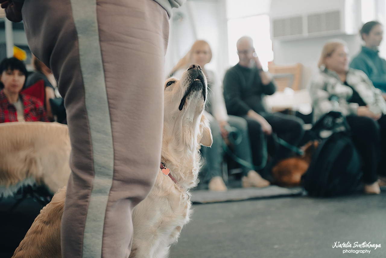Семинар с Марией Рыбкиной «Игры с собаками» (24.02.2023). Фотограф-анималист Наталья Светличная