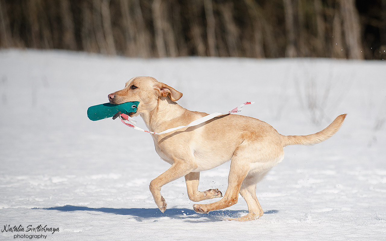 Тренировочный воркинг тест Школы Шмеля 18 марта 2023. Фотограф-анималист Наталья Светличная