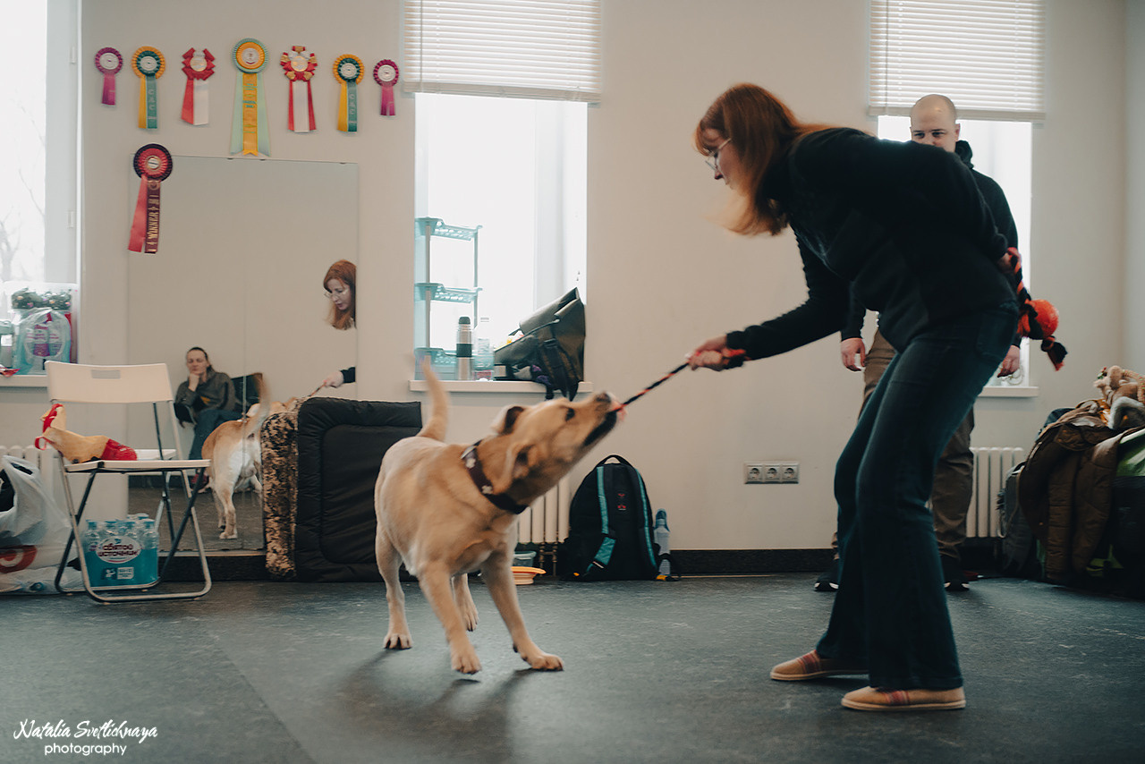 Семинар с Марией Рыбкиной «Игры с собаками» (24.02.2023). Фотограф-анималист Наталья Светличная