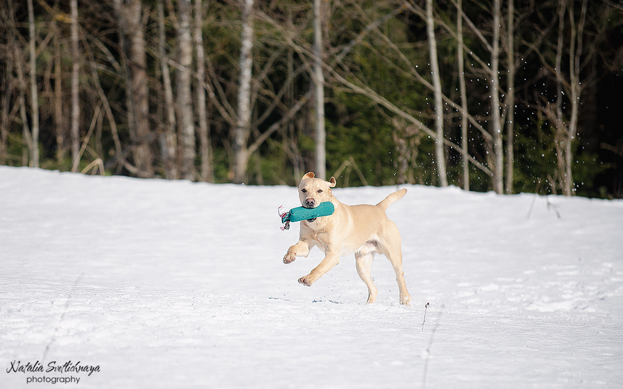 Тренировочный воркинг тест Школы Шмеля 18 марта 2023. Фотограф-анималист Наталья Светличная